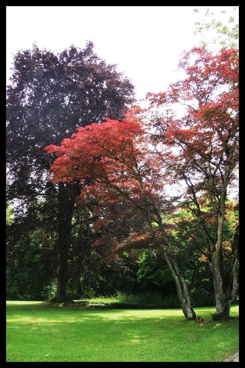ebenfalls-in-singen-fotografiert-efa4d3d0-cda7-4391-bf5f-869017c9aa44