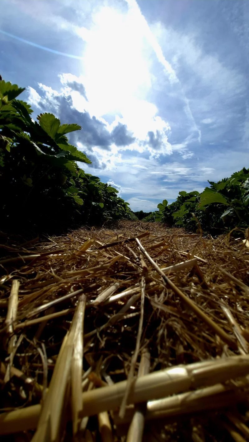 erdbeerzeit-ist-die-beste-zeit-b26d0570-9564-4eeb-b2e8-c682263ca95f