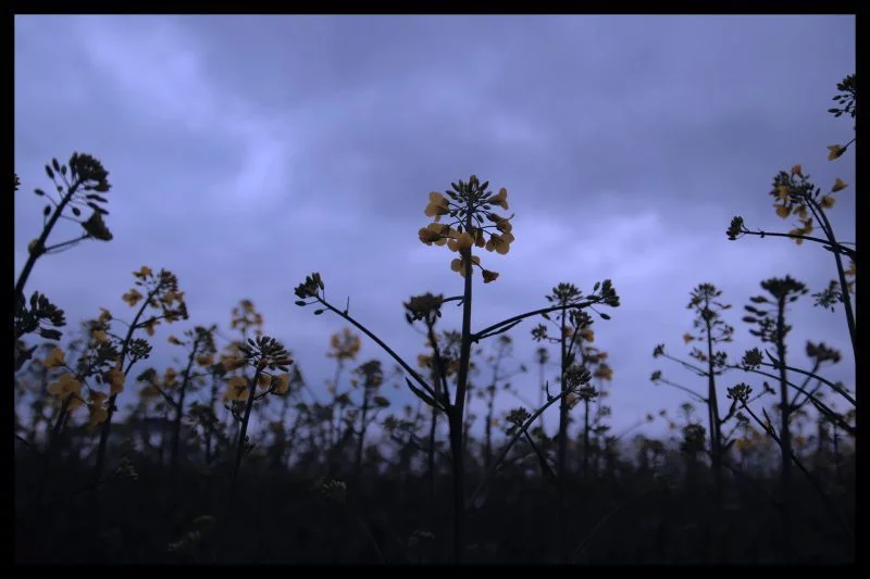 gelb-leuchtet-himmel-droht-dd29dae7-a846-42d3-bf6a-3842fd385fd4