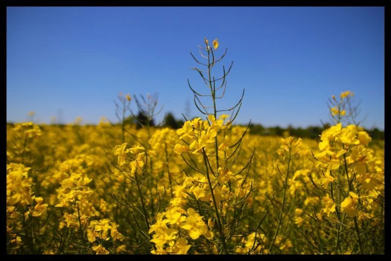 sonniges-gelb-soweit-das-auge-reicht-ab87497e-bd0b-46ce-b68e-cebf675c0c13
