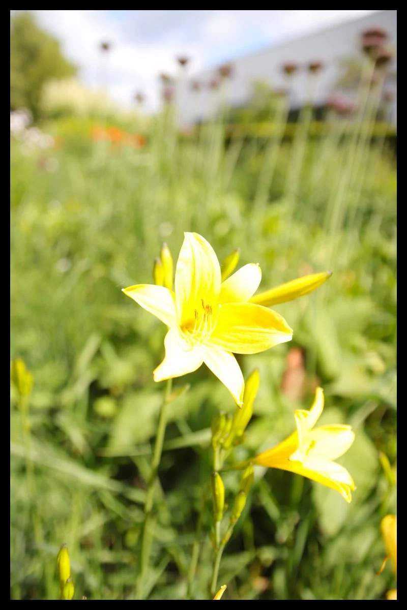 spaziergang-in-singen-56bfdd45-af51-47fc-89a5-c2056915847a